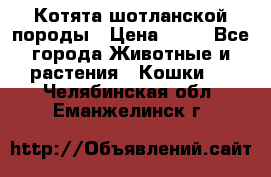 Котята шотланской породы › Цена ­ 40 - Все города Животные и растения » Кошки   . Челябинская обл.,Еманжелинск г.